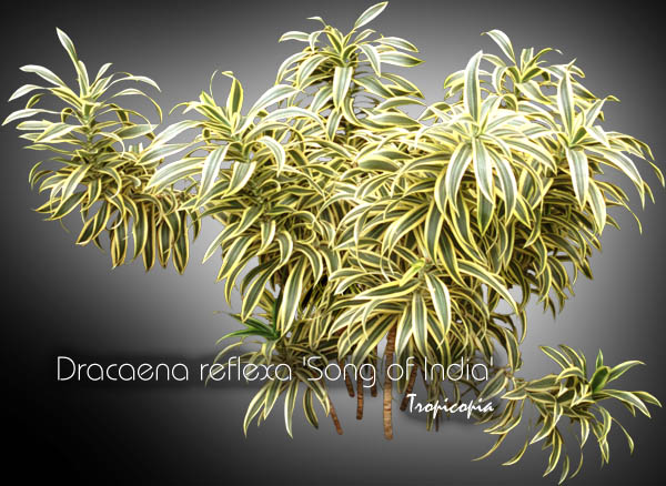 Dracaena - Dracaena reflexa 'Song of India' - Yellow Malaysian Dracaena